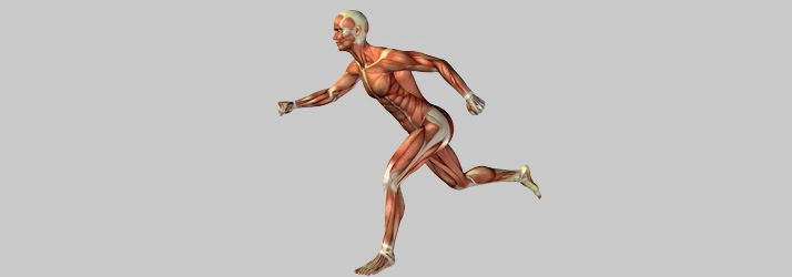 A detailed anatomical illustration of a human figure in a running pose, showcasing the muscular system and skeletal structure.